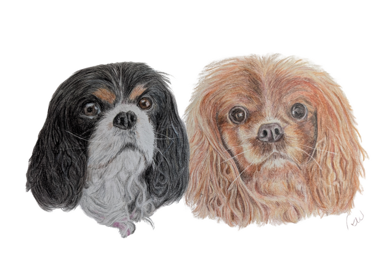 Two King Charles Spaniels, one black and white and one brown and white, on a white background.