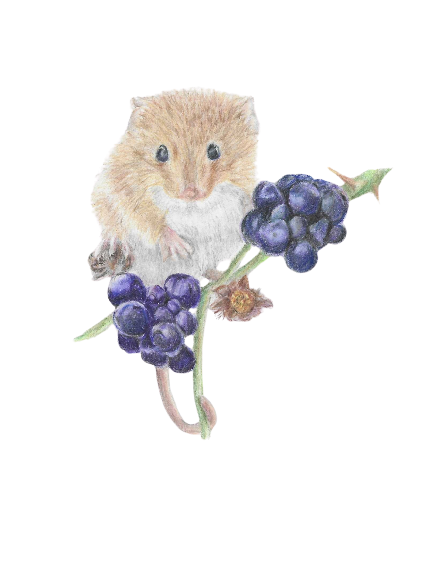 Harvest mouse Collection