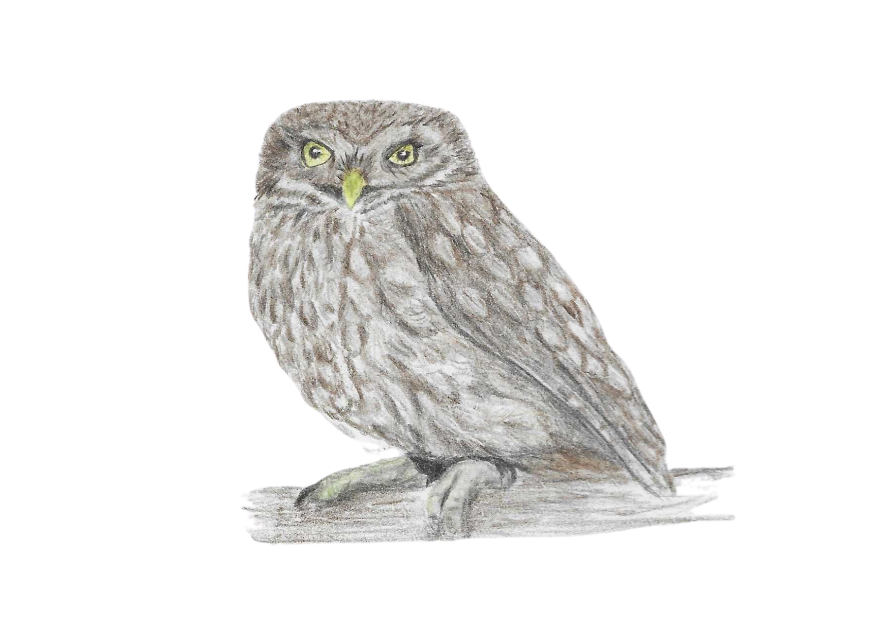 Little Owl Collection