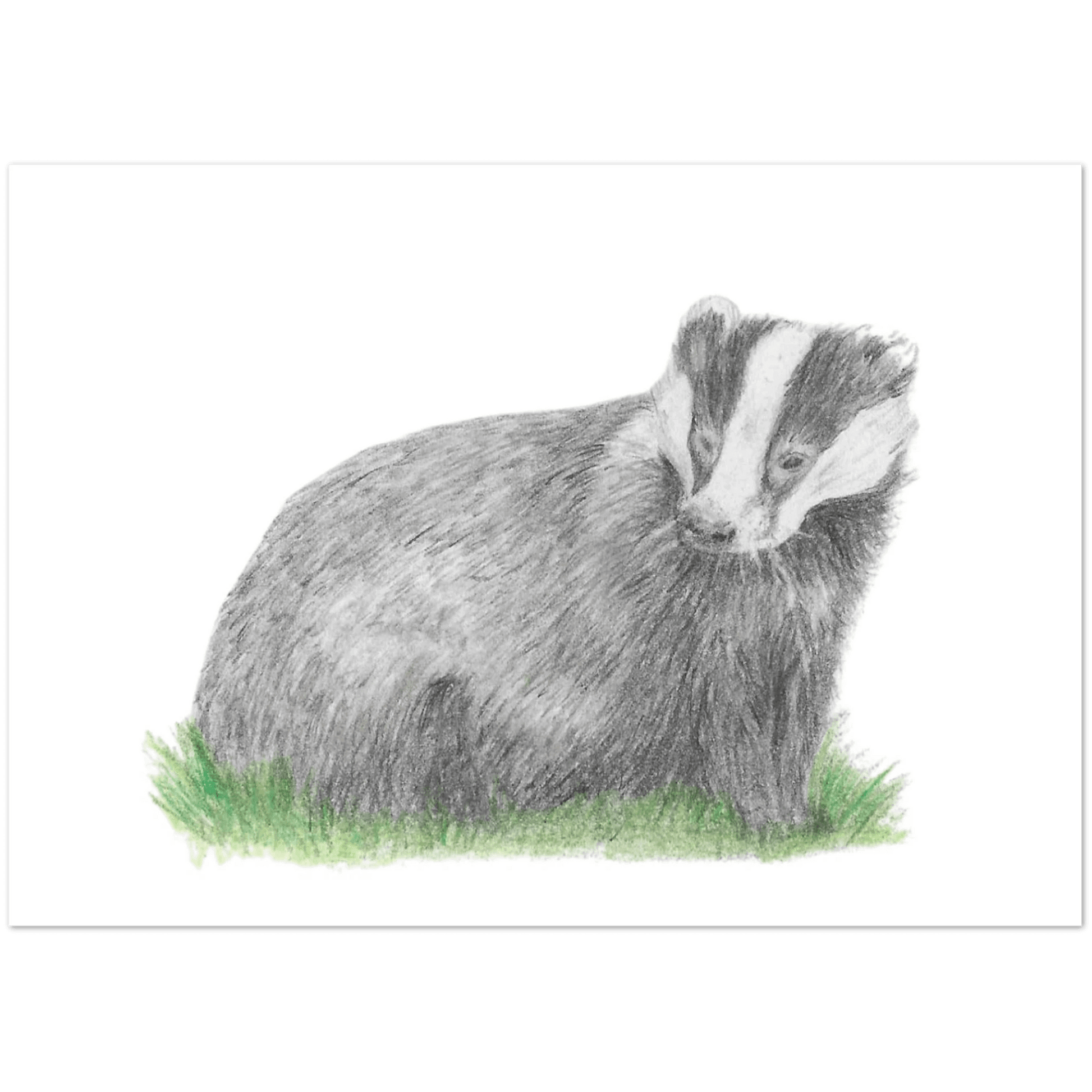 'Badger' Greeting Cards (10 pack) - Ruth's Studio 