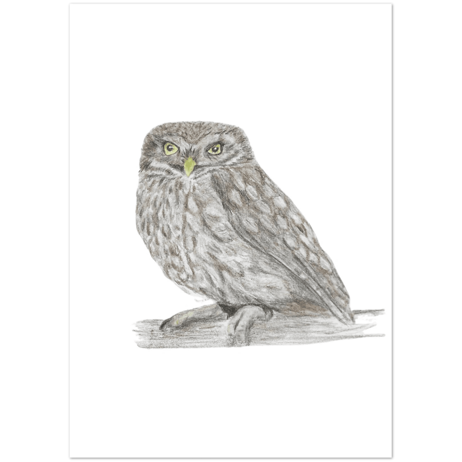 'Little Owl' Greeting Cards (10 pack) - Ruth's Studio 