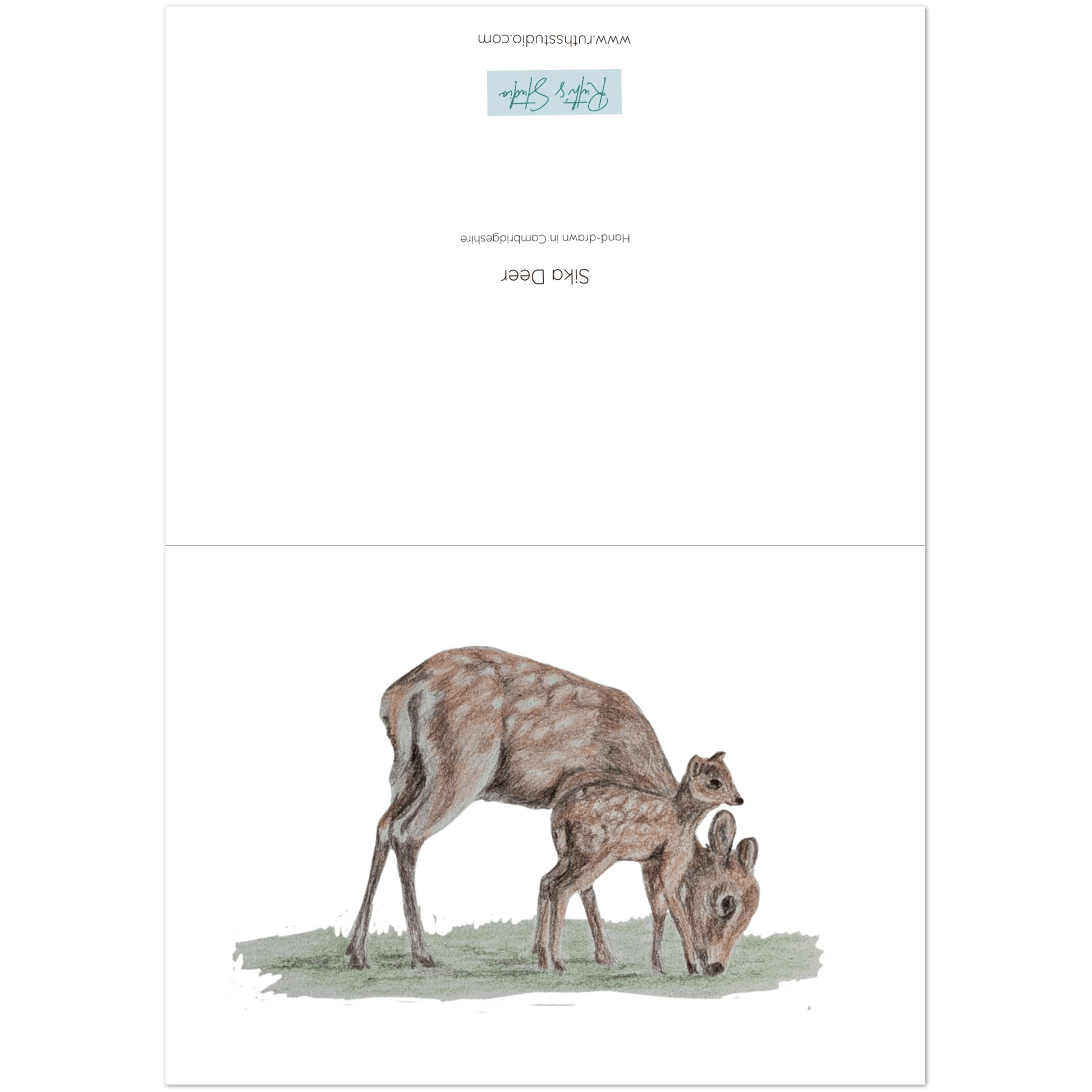 'Sika Deer' Greeting Cards (10 pack) - Ruth's Studio 