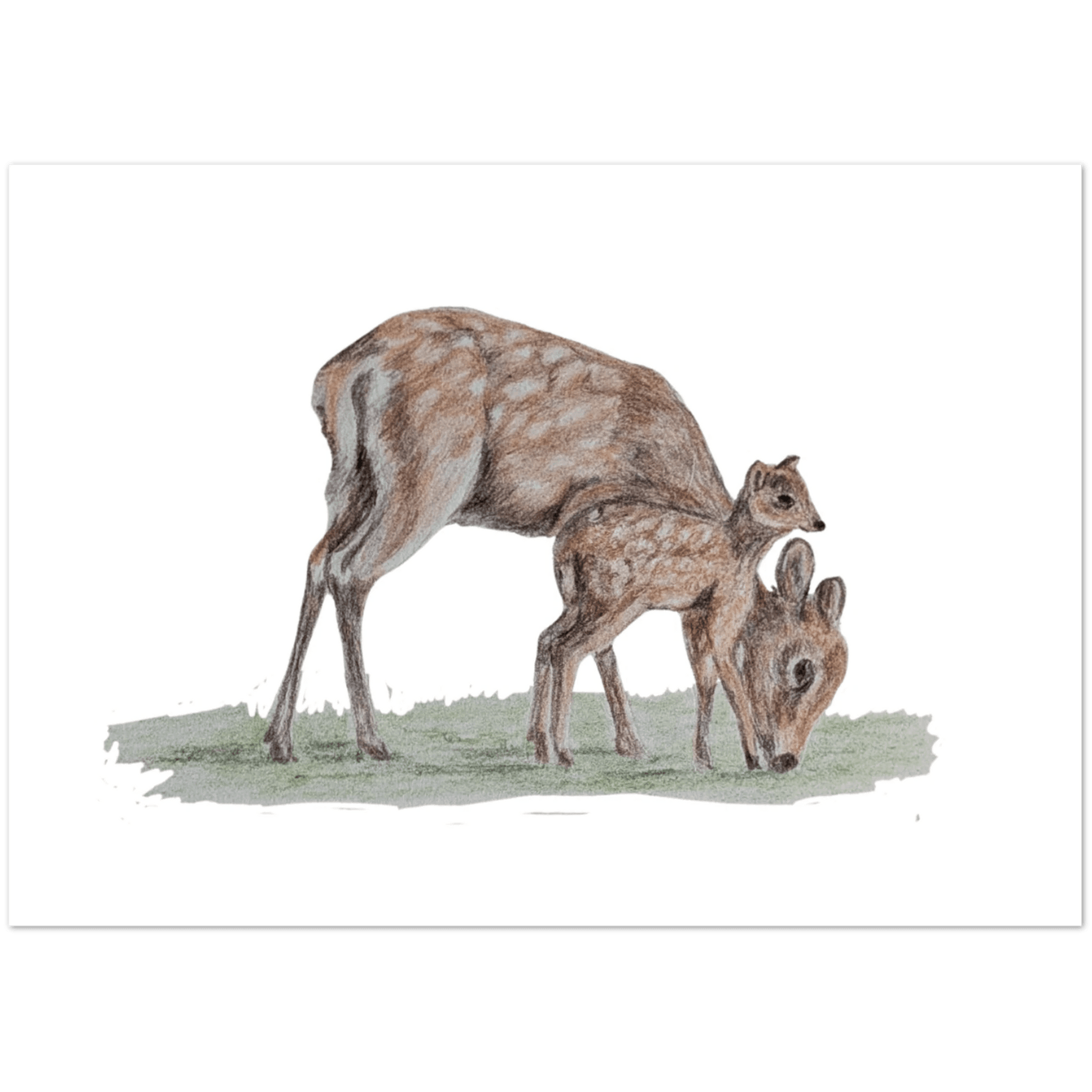 'Sika Deer' Greeting Cards (10 pack) - Ruth's Studio 