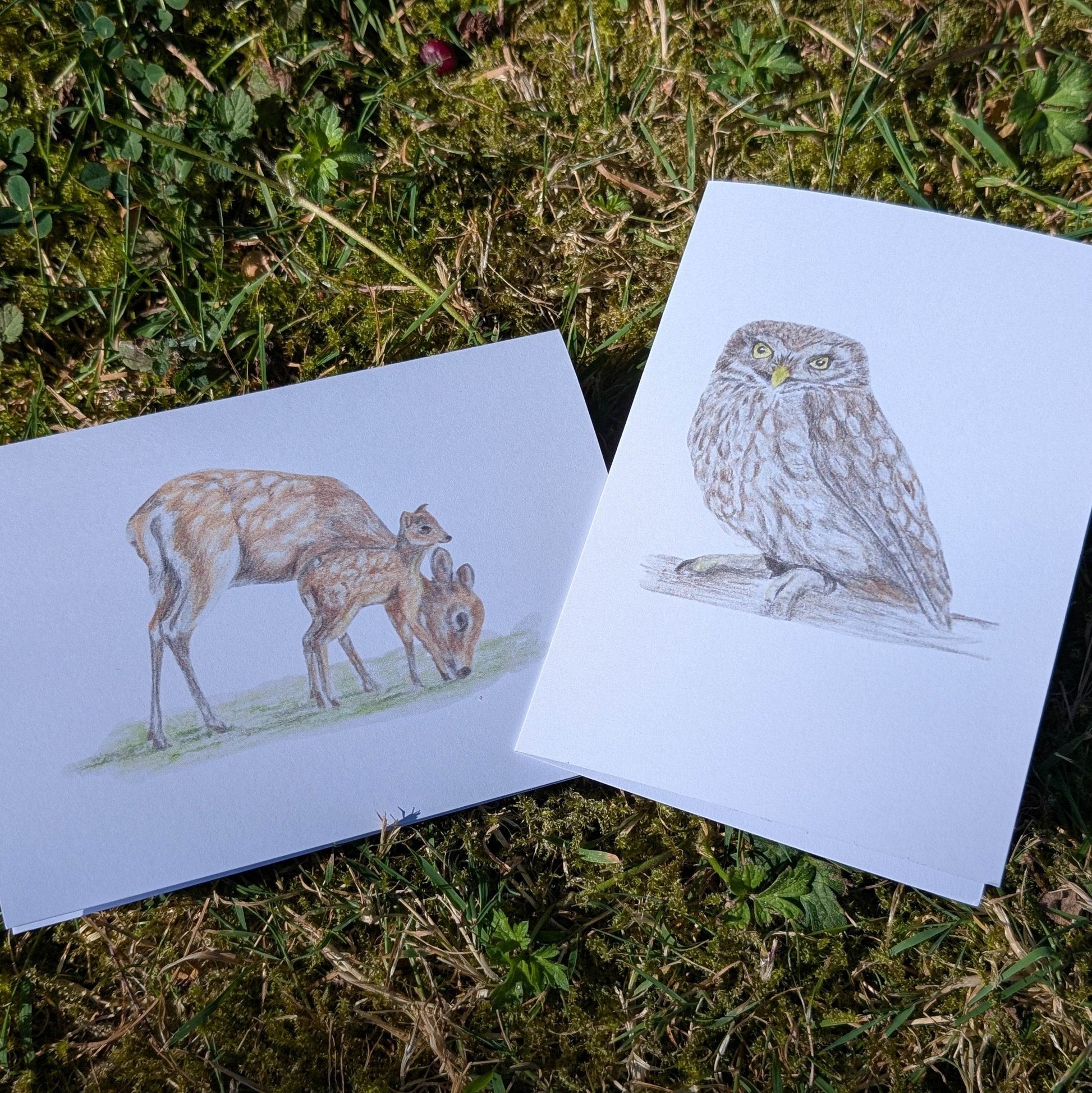 'Sika Deer' Greetings card - Ruth's Studio 