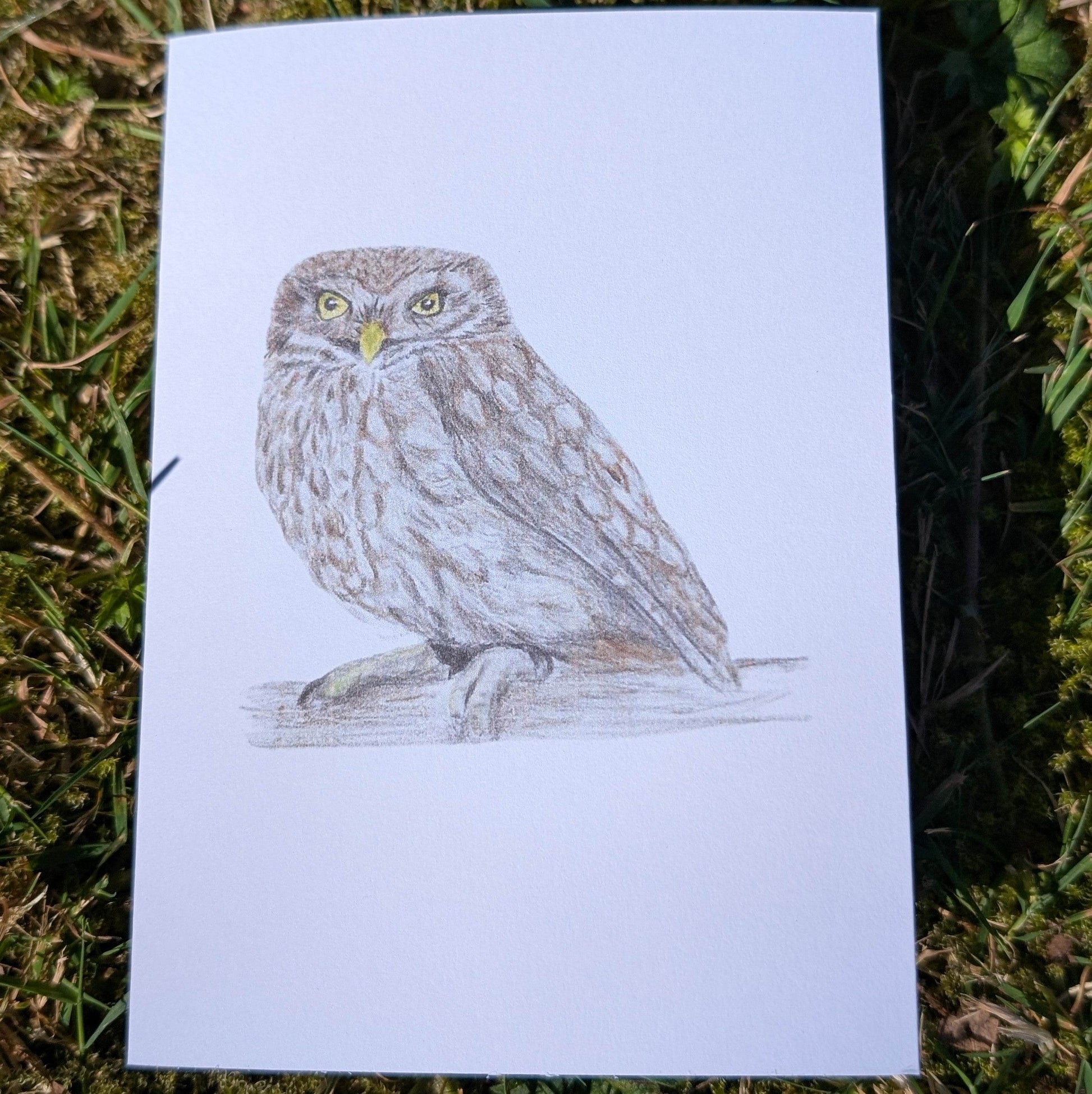 'Little Owl' Greetings card - Ruth's Studio 