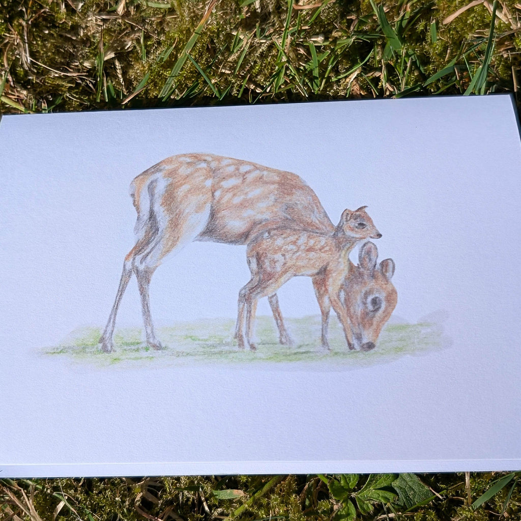 'Sika Deer' Greetings card - Ruth's Studio 