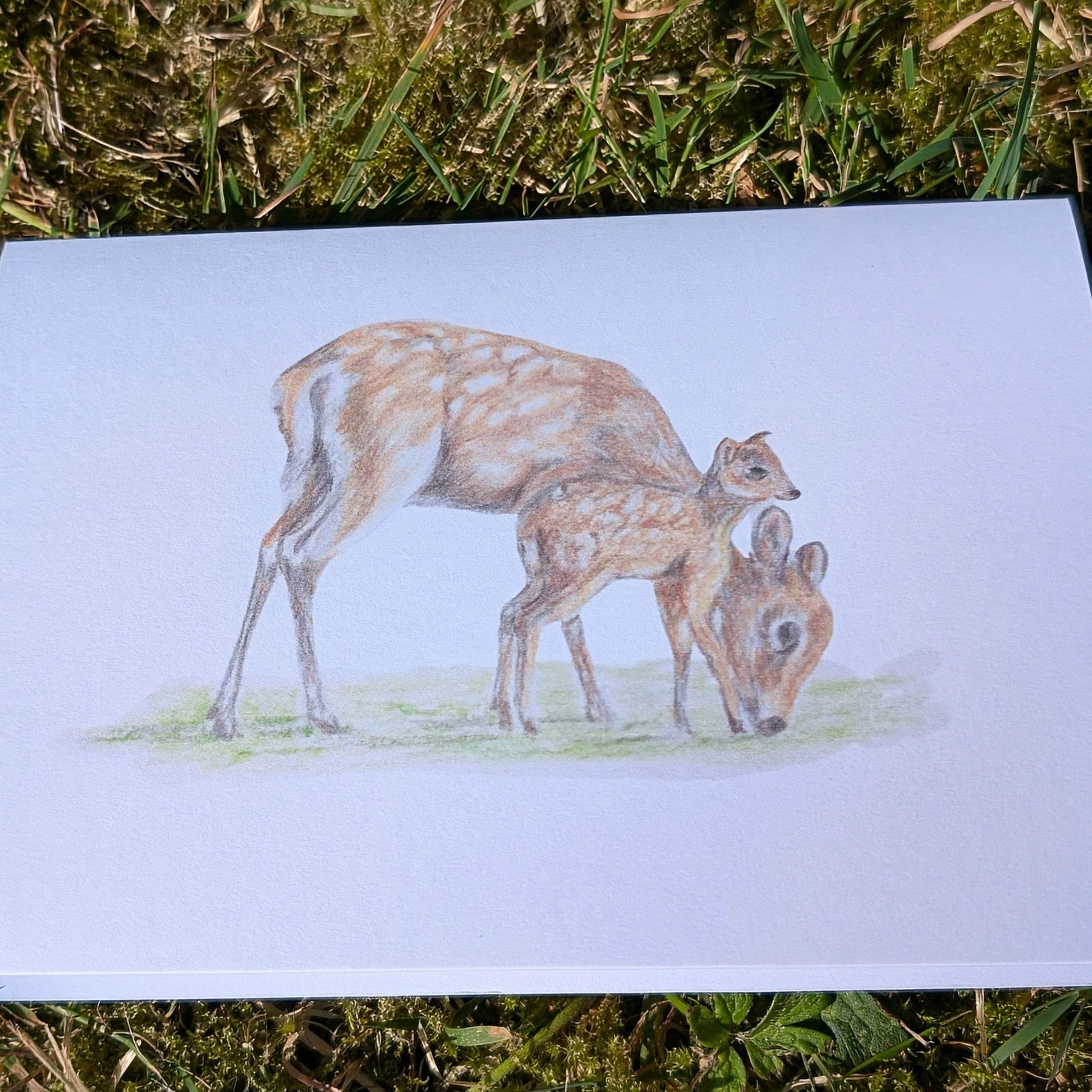'Sika Deer' Greetings card - Ruth's Studio 