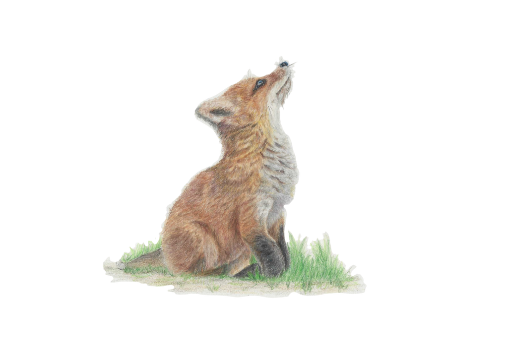'Fox cub' Original artwork