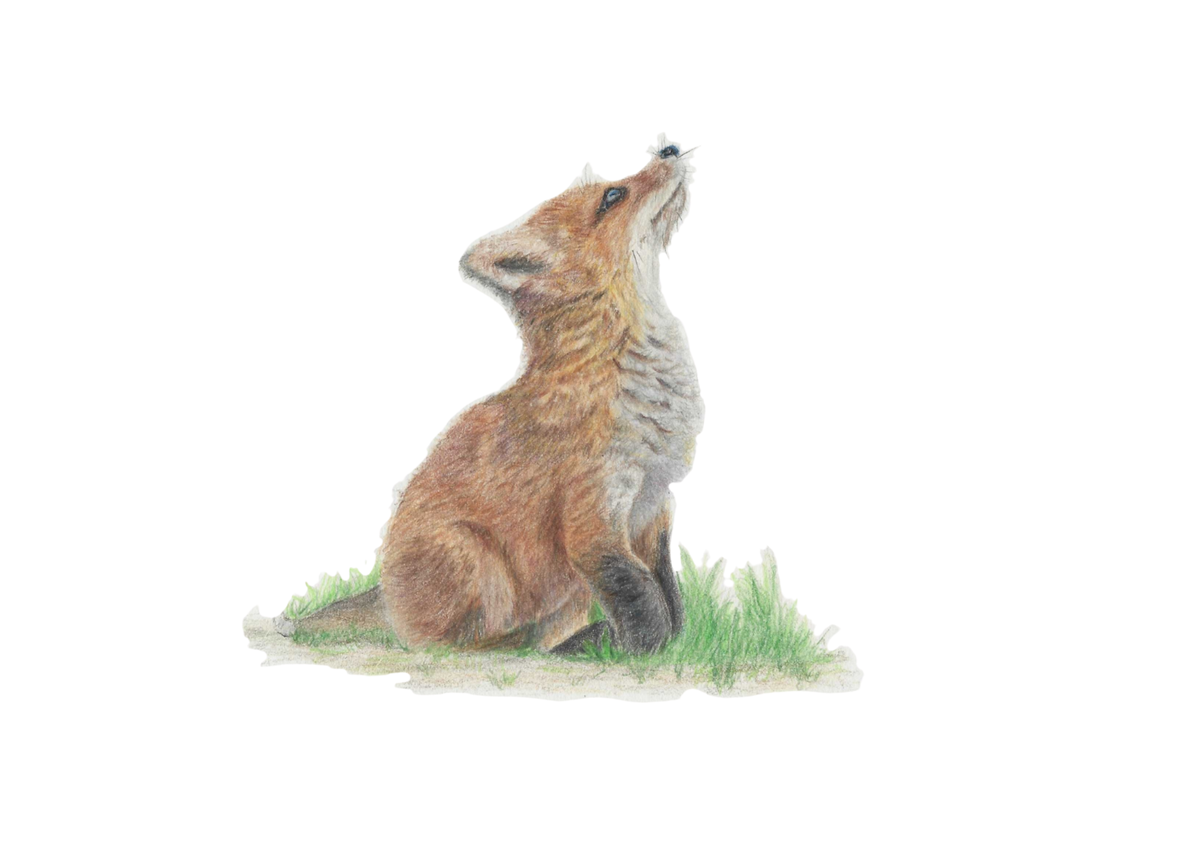 'Fox cub' Original artwork