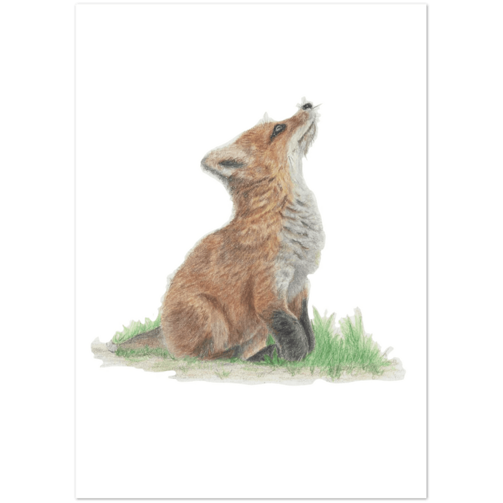 'Fox Cub' Greetings Cards (10 Pack) - Ruth's Studio 