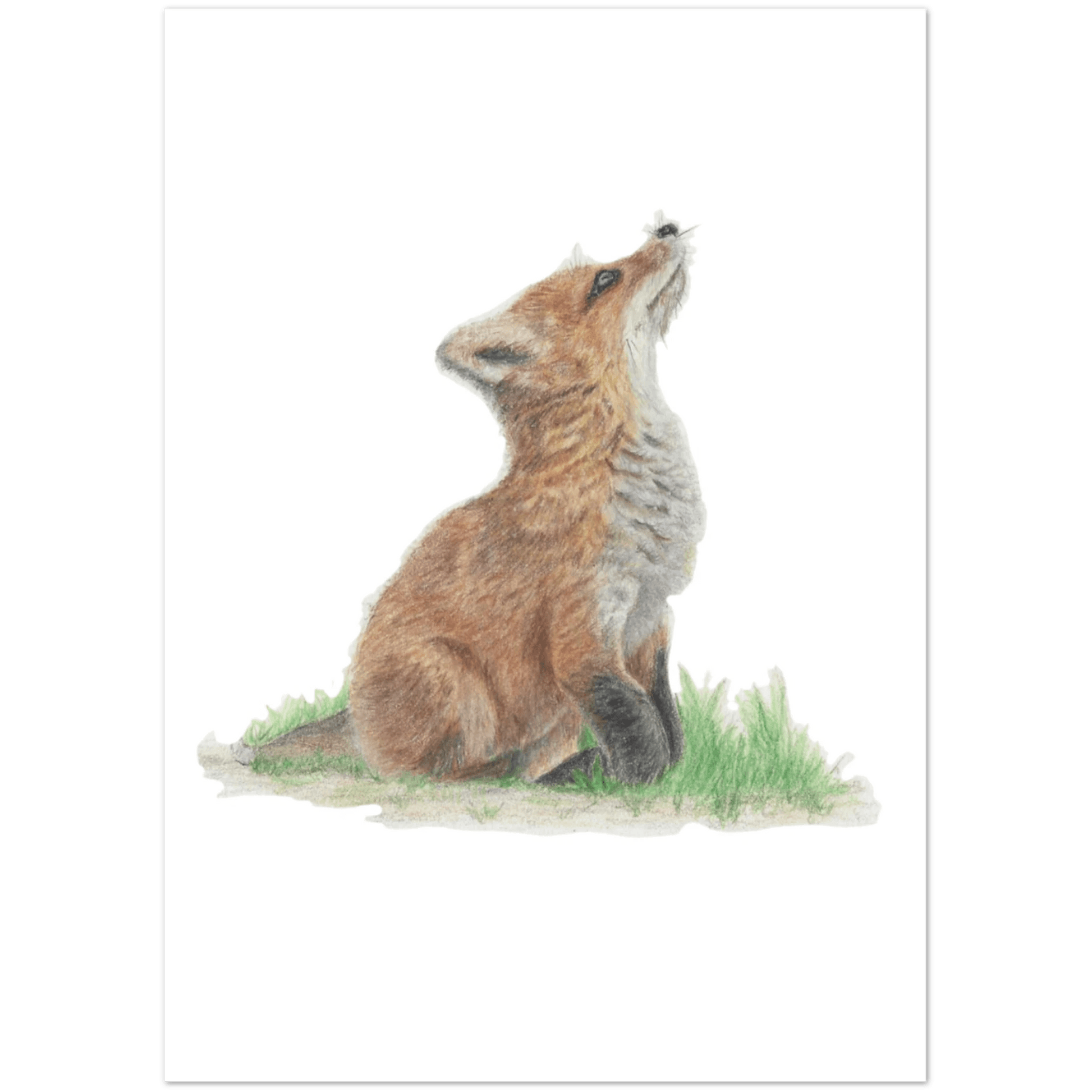 'Fox Cub' Greetings Cards (10 Pack) - Ruth's Studio 